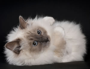 Marina Handke - Birma Katzen Kreuzhorst aus Springe: Wir sind nicht nur am Deister, in Hannover, sondern in gnaz Niedersachsen bekannt als verantwortungsbewusster Katzenzchter mit der Zuchtkatze, der Heiligen Birmakatze, mit Deckkater, Birma Deckkater, mit Know-how rund um Cattery und Kitten. 